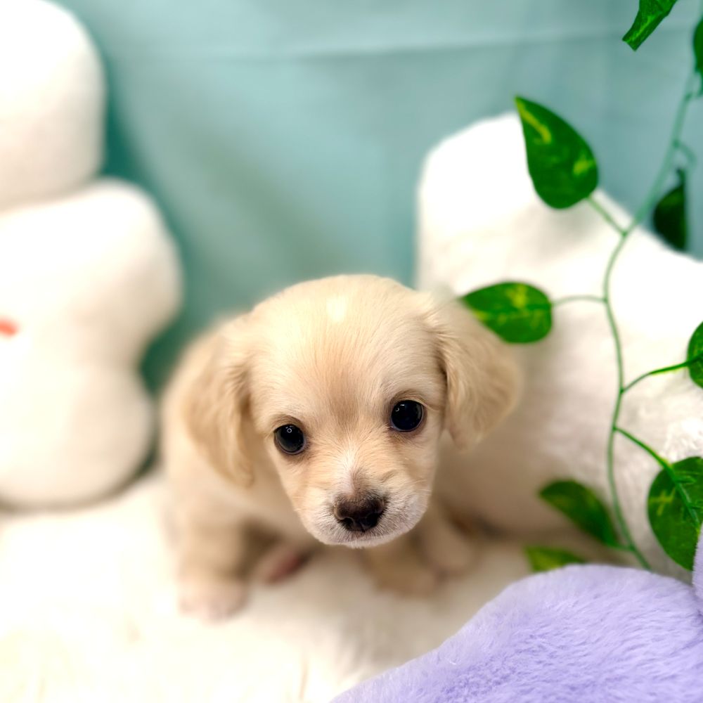 愛知県のチワックス(チワワ×ダックス) (犬の家＆猫の里愛知刈谷店/2025年12月21日生まれ/女の子/クリーム)の子犬の3枚目の画像
