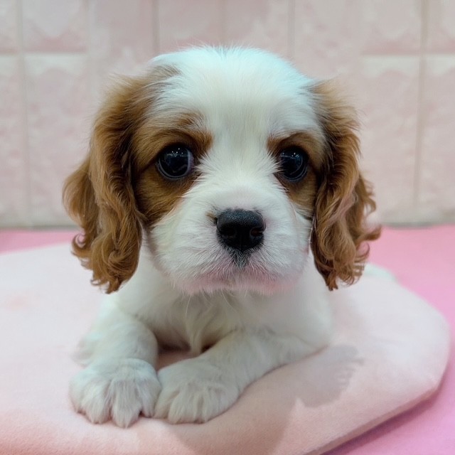 岡山県のキャバリアキングチャールズスパニエル (犬の家＆猫の里倉敷店/2025年12月21日生まれ/女の子/ブレンハイム)の子犬の1枚目の画像