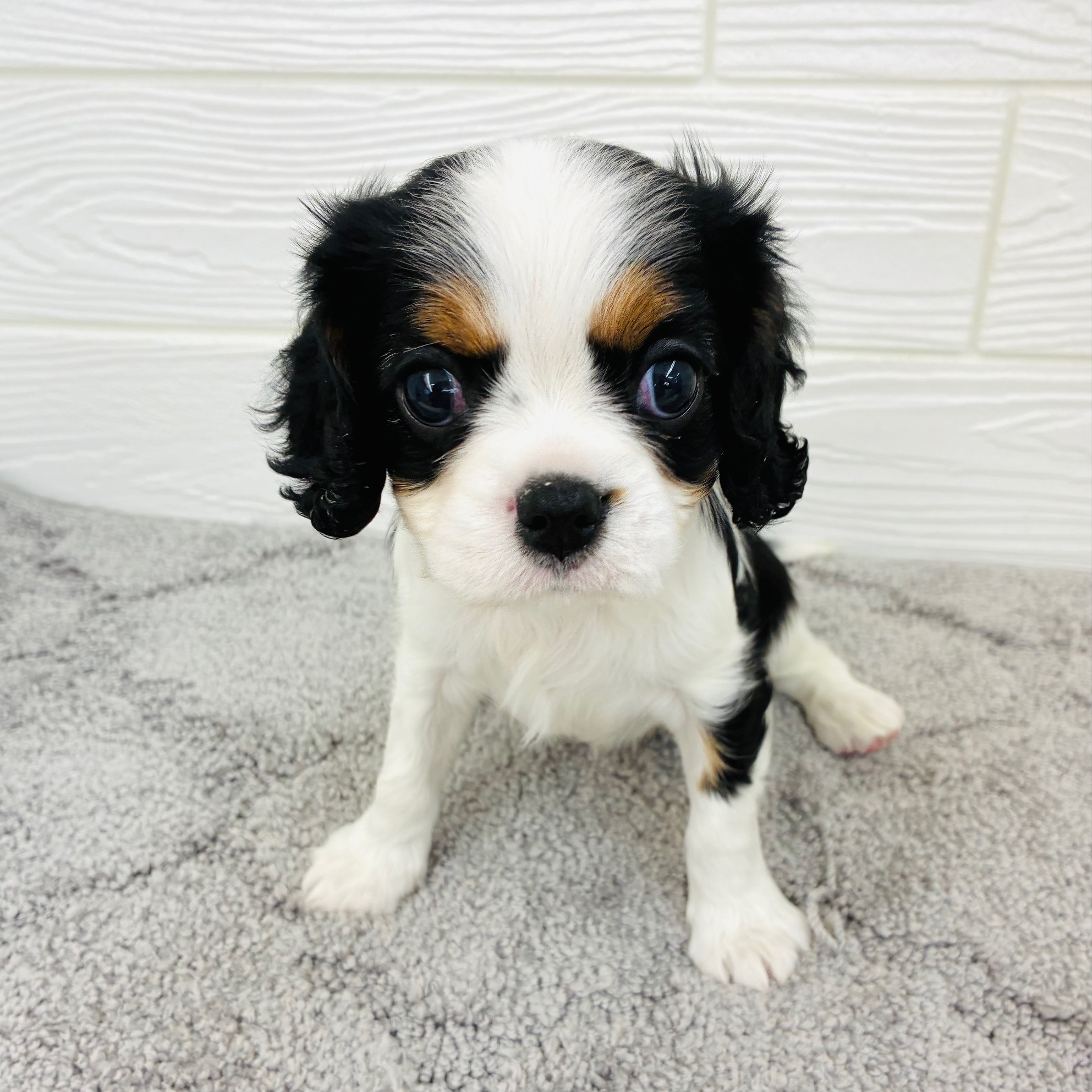 愛知県のキャバリアキングチャールズスパニエル (犬の家＆猫の里七宝店/2025年12月21日生まれ/女の子/トライカラー)の子犬の3枚目の画像