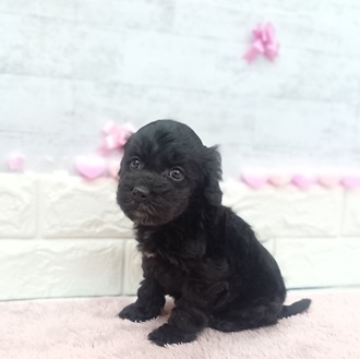 静岡県のコッカプー(アメリカンコッカースパニエル×プードル) (犬の家＆猫の里プレ葉ウォーク浜北店/2025年12月22日生まれ/男の子/ブラック)の子犬の1枚目の画像