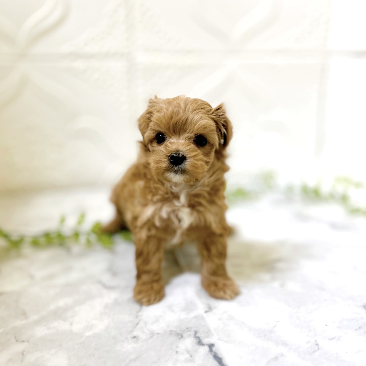 愛知県のマルプー(マルチーズ×プードル) (犬の家＆猫の里岡崎店/2025年12月21日生まれ/男の子/アプリコット)の子犬の3枚目の画像