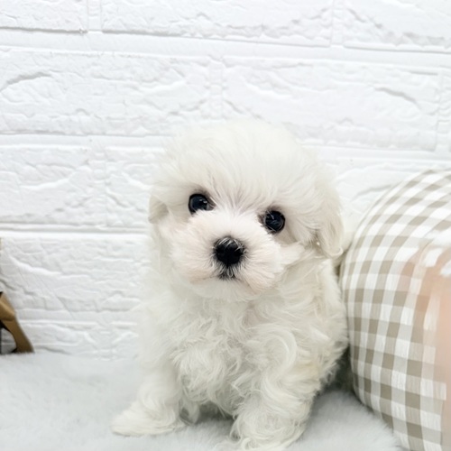 愛知県のマルチーズ (犬の家＆猫の里豊川インター店/2025年12月22日生まれ/男の子/ホワイト)の子犬の1枚目の画像