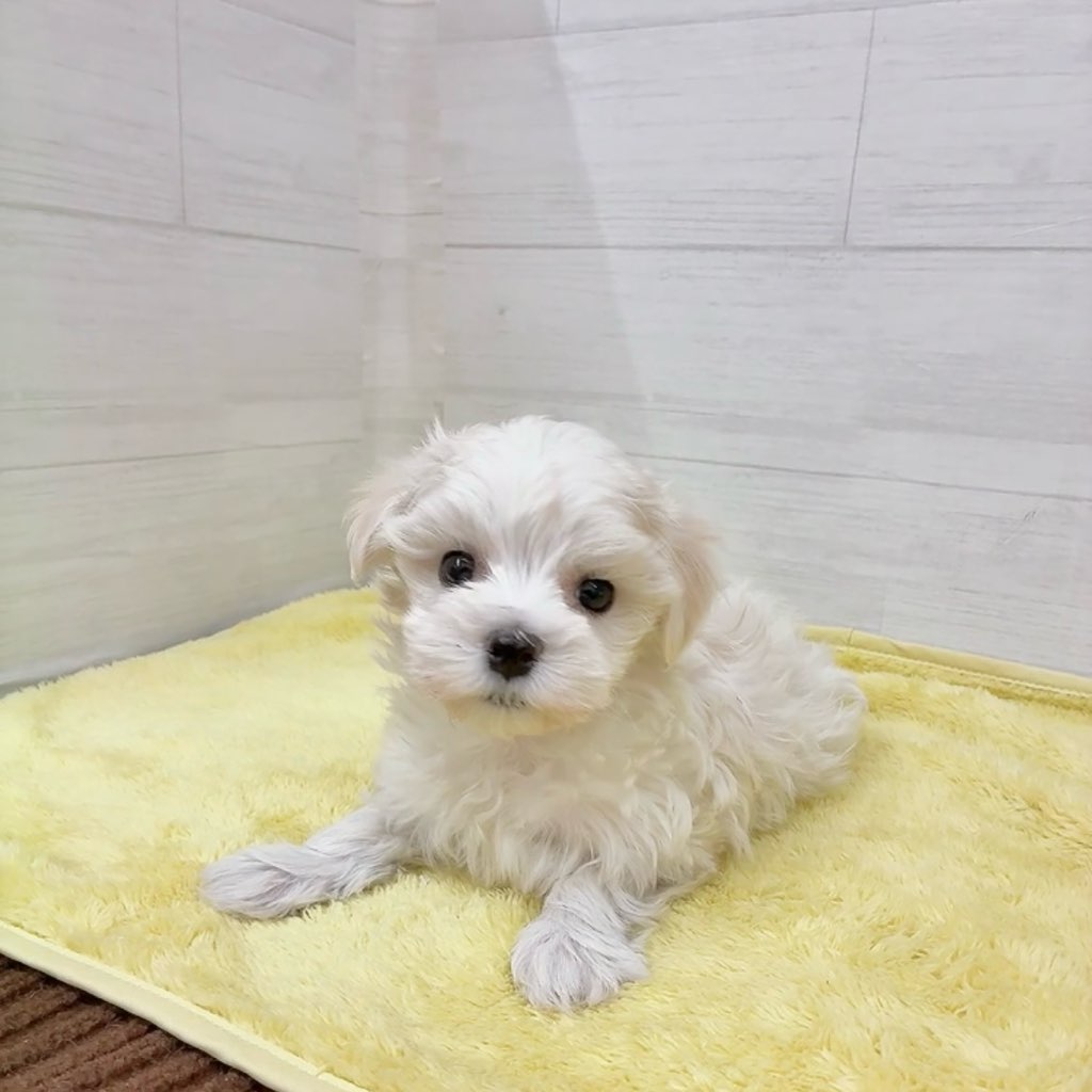 愛知県のマルチーズ (犬の家＆猫の里碧南店/2025年12月22日生まれ/男の子/ホワイト)の子犬の3枚目の画像