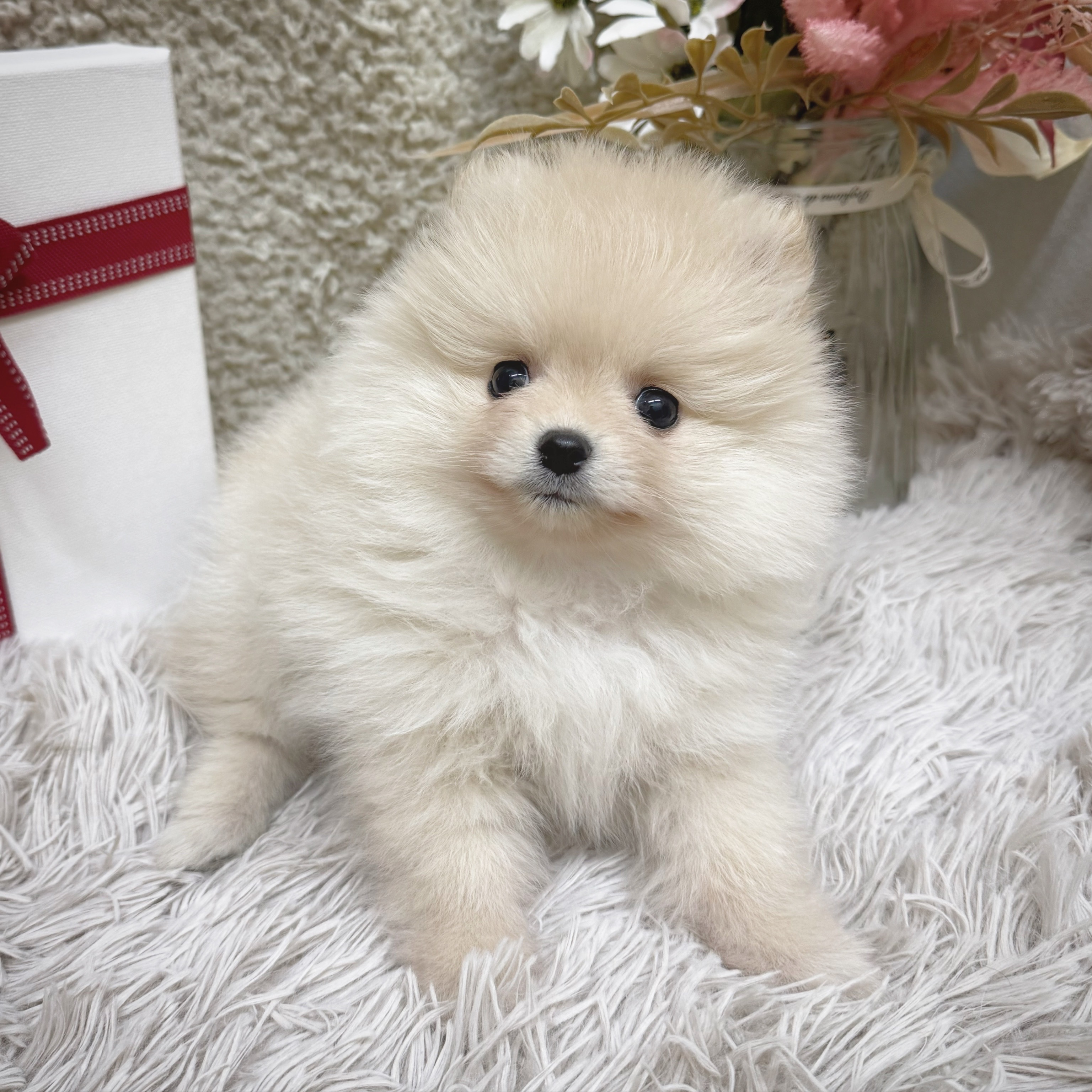 静岡県のポメラニアン (犬の家＆猫の里藤枝店/2025年12月22日生まれ/女の子/クリーム)の子犬の3枚目の画像