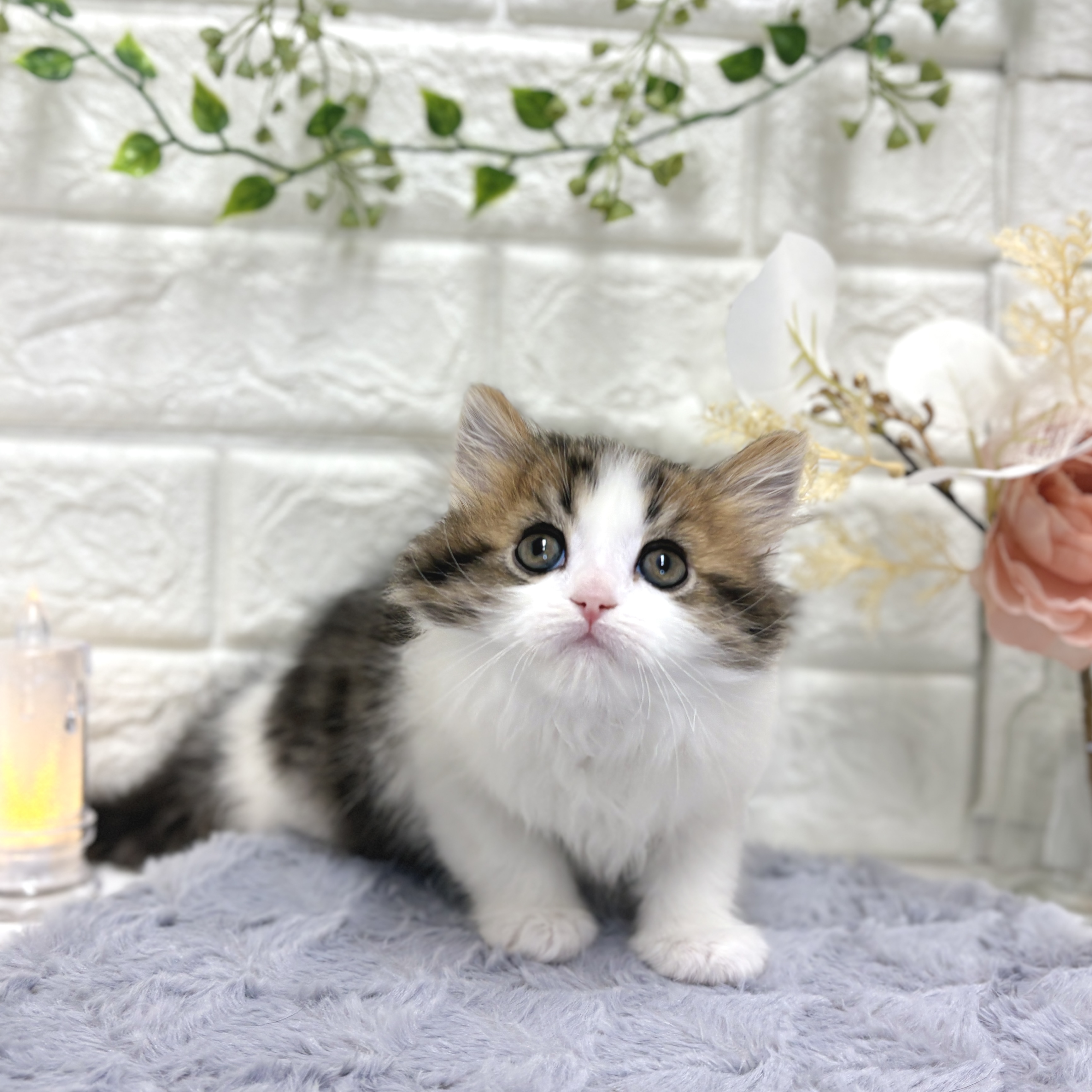 東京都のマンチカン (犬の家＆猫の里ペットフォレスト小平店/2025年12月23日生まれ/男の子/ブラックタビーホワイト)の子猫の3枚目の画像