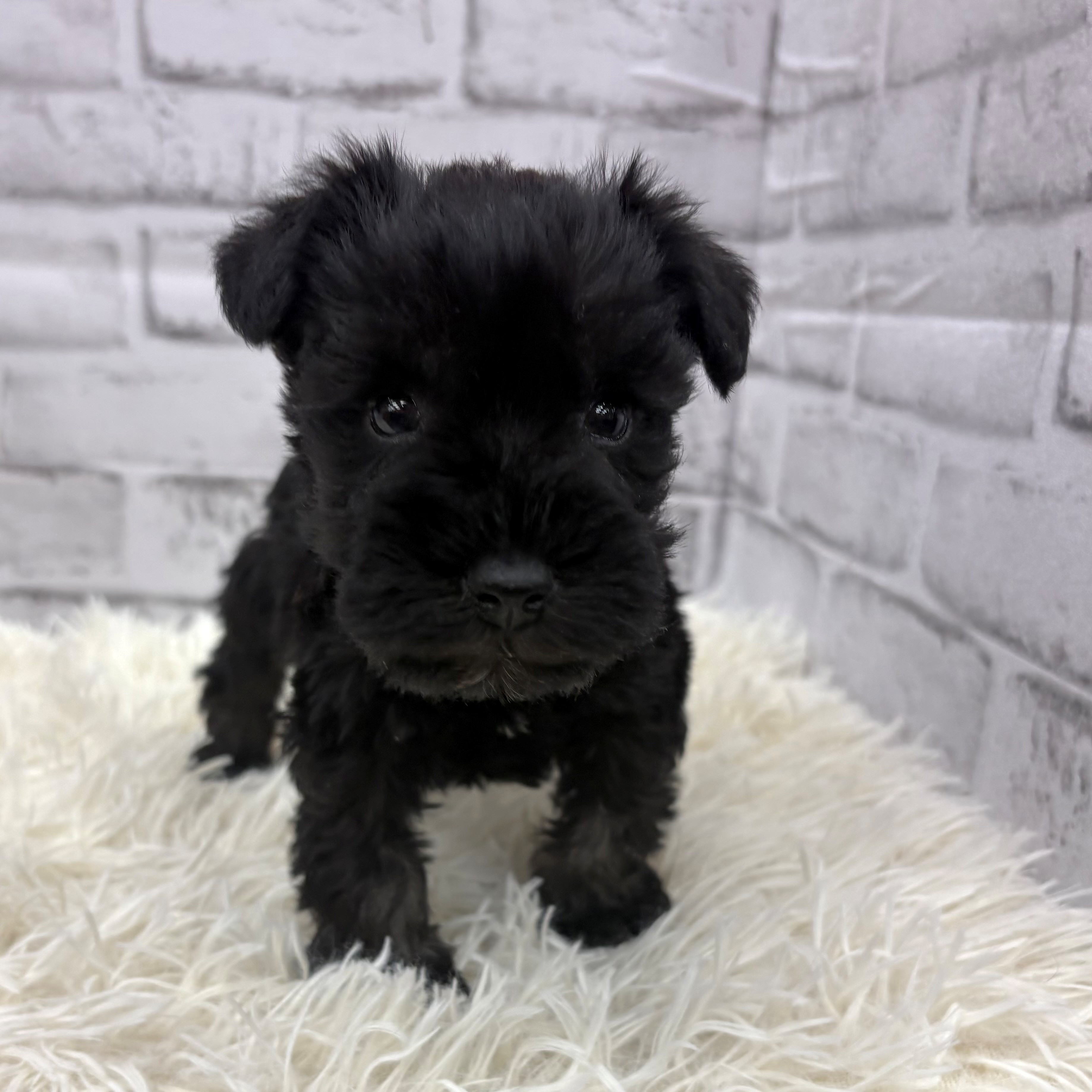 愛知県のミニチュアシュナウザー (犬の家＆猫の里MEGAドン・キホーテ東海名和店/2025年12月23日生まれ/男の子/ブラックシルバー)の子犬の3枚目の画像