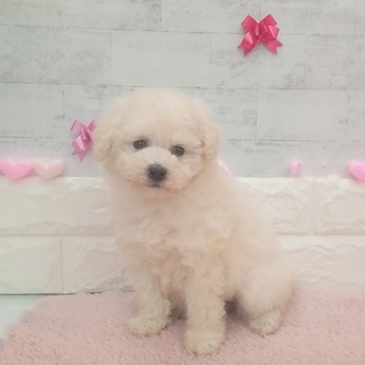 静岡県のトイプードル(トイ) (犬の家＆猫の里プレ葉ウォーク浜北店/2025年12月21日生まれ/女の子/ホワイト)の子犬の3枚目の画像