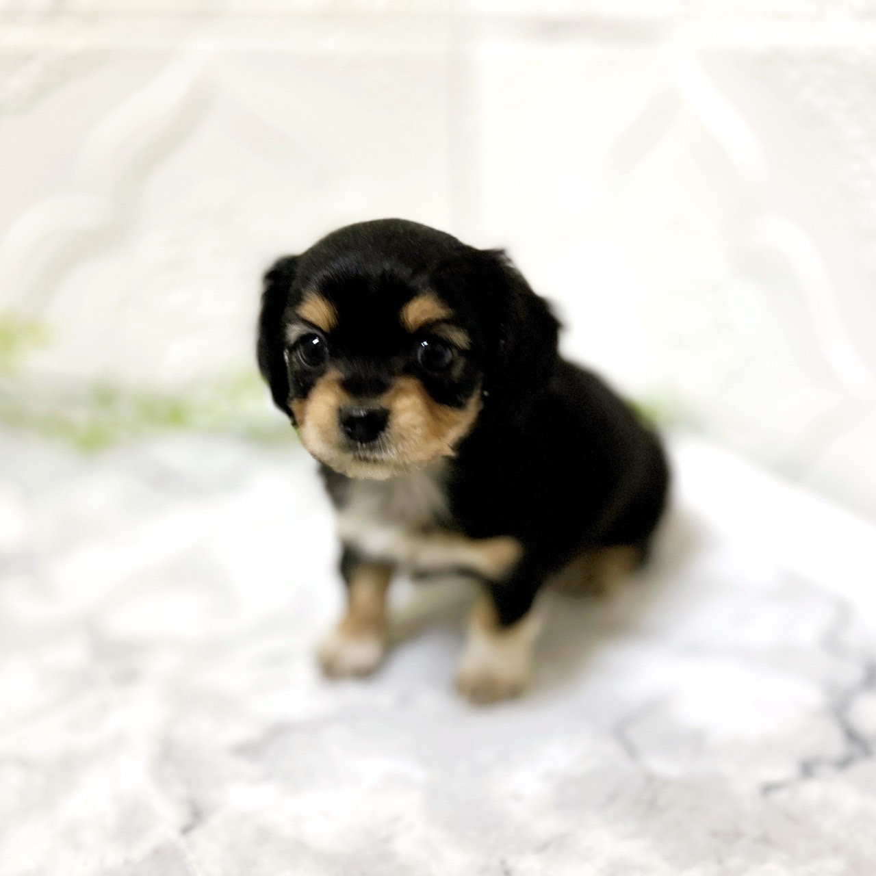 愛知県のチワックス(チワワ×ダックス) (犬の家＆猫の里岡崎店/2025年12月23日生まれ/女の子/ブラックタン)の子犬の3枚目の画像