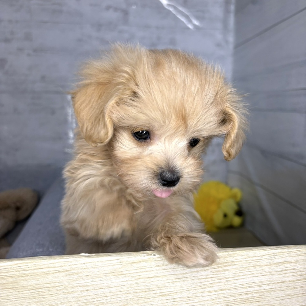 長野県のマルプー(マルチーズ×プードル) (犬の家＆猫の里塩尻店/2025年12月21日生まれ/男の子/アプリコット)の子犬の3枚目の画像