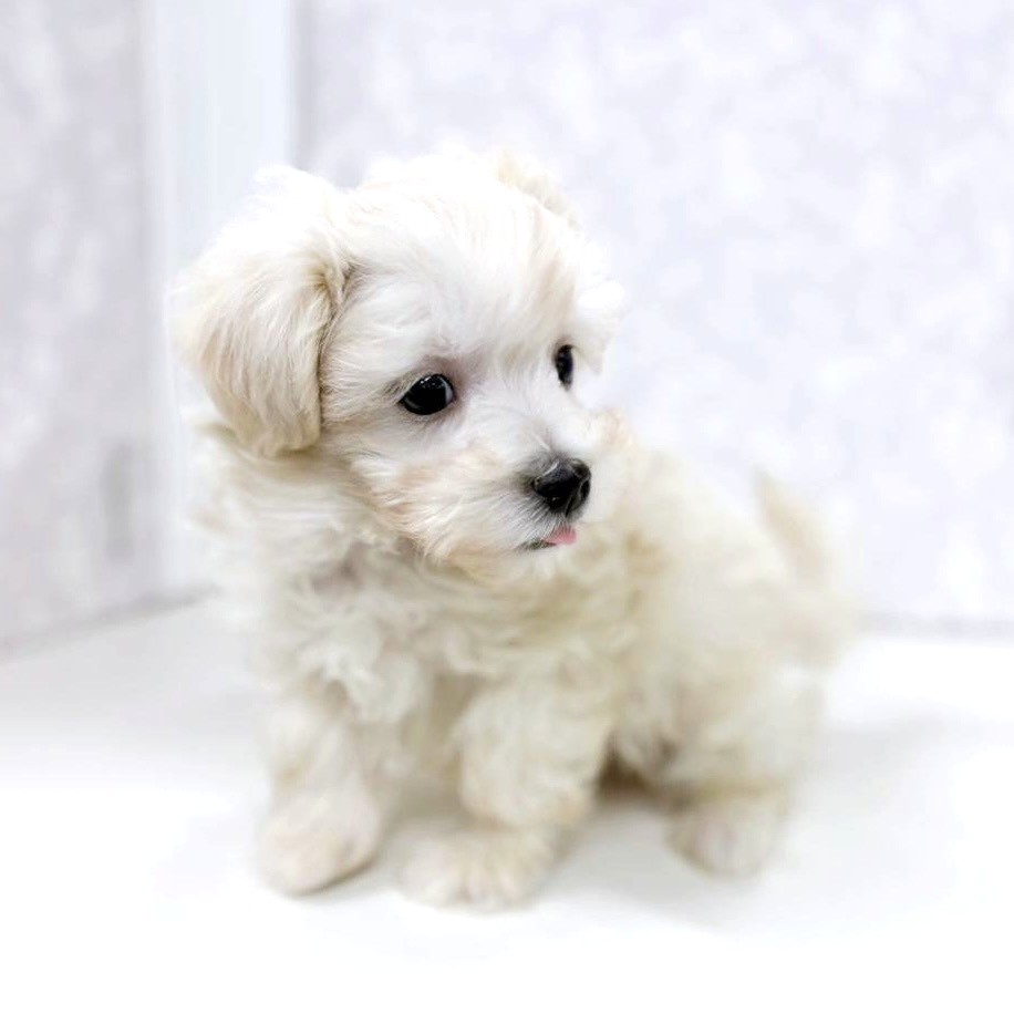 富山県のマルプー(マルチーズ×プードル) (犬の家＆猫の里アミーゴ高岡蓮花寺店/2025年12月21日生まれ/男の子/クリーム)の子犬の3枚目の画像