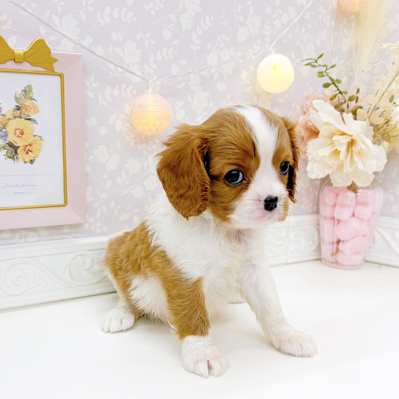 富山県のキャバリアキングチャールズスパニエル (犬の家＆猫の里富山店/2025年12月23日生まれ/女の子/ブレンハイム)の子犬の3枚目の画像