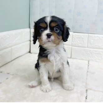 静岡県のキャバリアキングチャールズスパニエル (犬の家＆猫の里マークイズ静岡店/2025年12月23日生まれ/男の子/トライカラー)の子犬の3枚目の画像