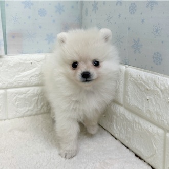 静岡県のポメラニアン (犬の家＆猫の里マークイズ静岡店/2025年12月22日生まれ/男の子/クリーム)の子犬の3枚目の画像