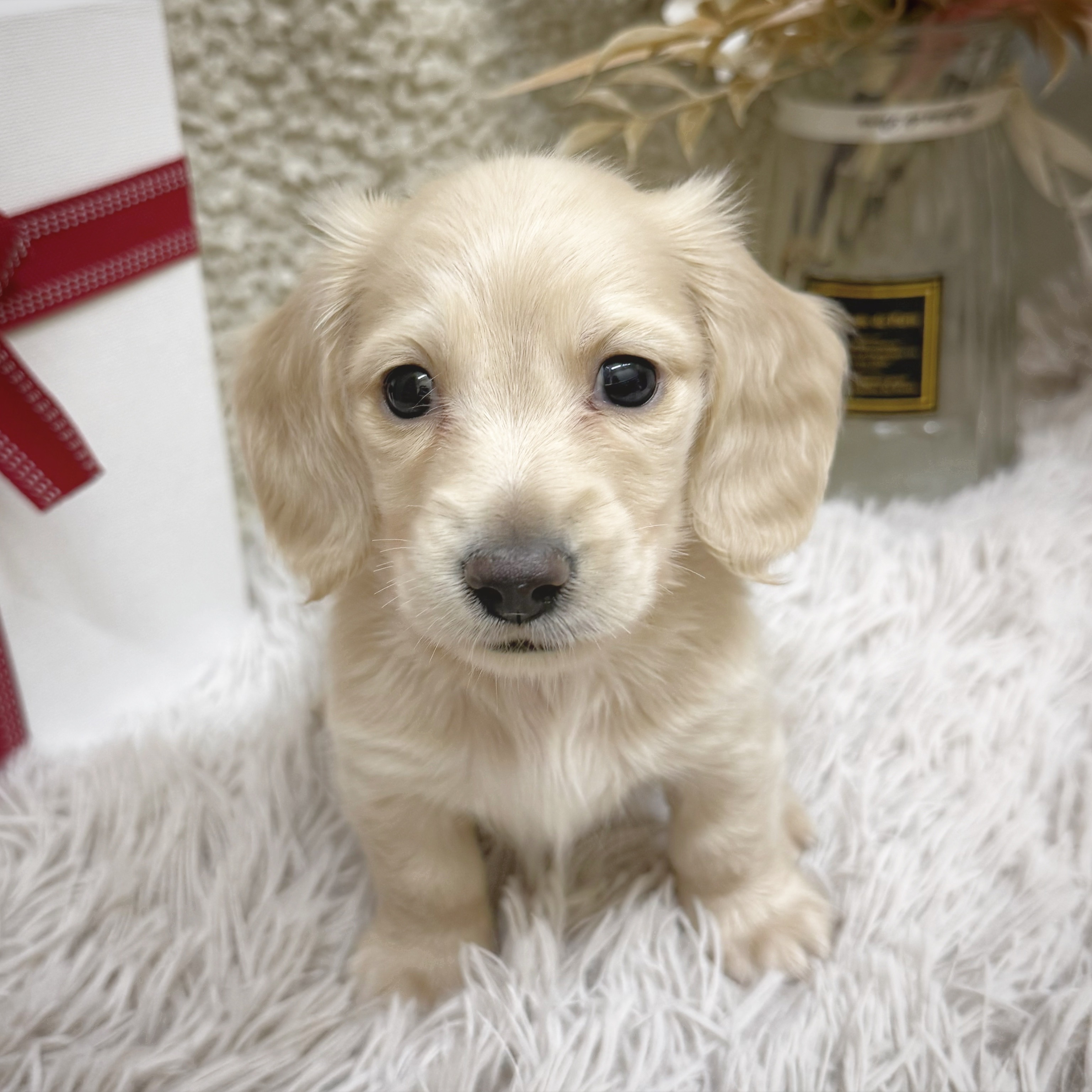 静岡県のミニチュアダックスフンド(ロング) (犬の家＆猫の里藤枝店/2025年12月17日生まれ/男の子/イエロー)の子犬の1枚目の画像