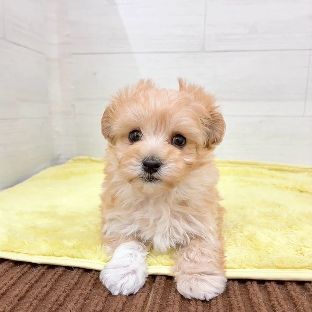 愛知県のマルプー(マルチーズ×プードル) (犬の家＆猫の里碧南店/2025年12月23日生まれ/男の子/アプリコット)の子犬