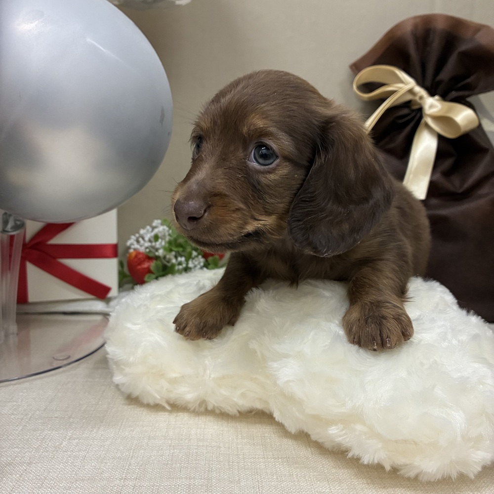 千葉県のミニチュアダックスフンド(ロング) (犬の家＆猫の里ワンズモール稲毛店/2025年12月22日生まれ/男の子/チョコレートタン)の子犬の3枚目の画像