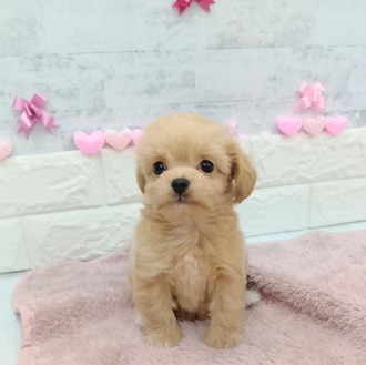 静岡県のチワプー/プーチー(チワワ×プードル) (犬の家＆猫の里プレ葉ウォーク浜北店/2025年12月23日生まれ/男の子/アプリコット)の子犬の3枚目の画像