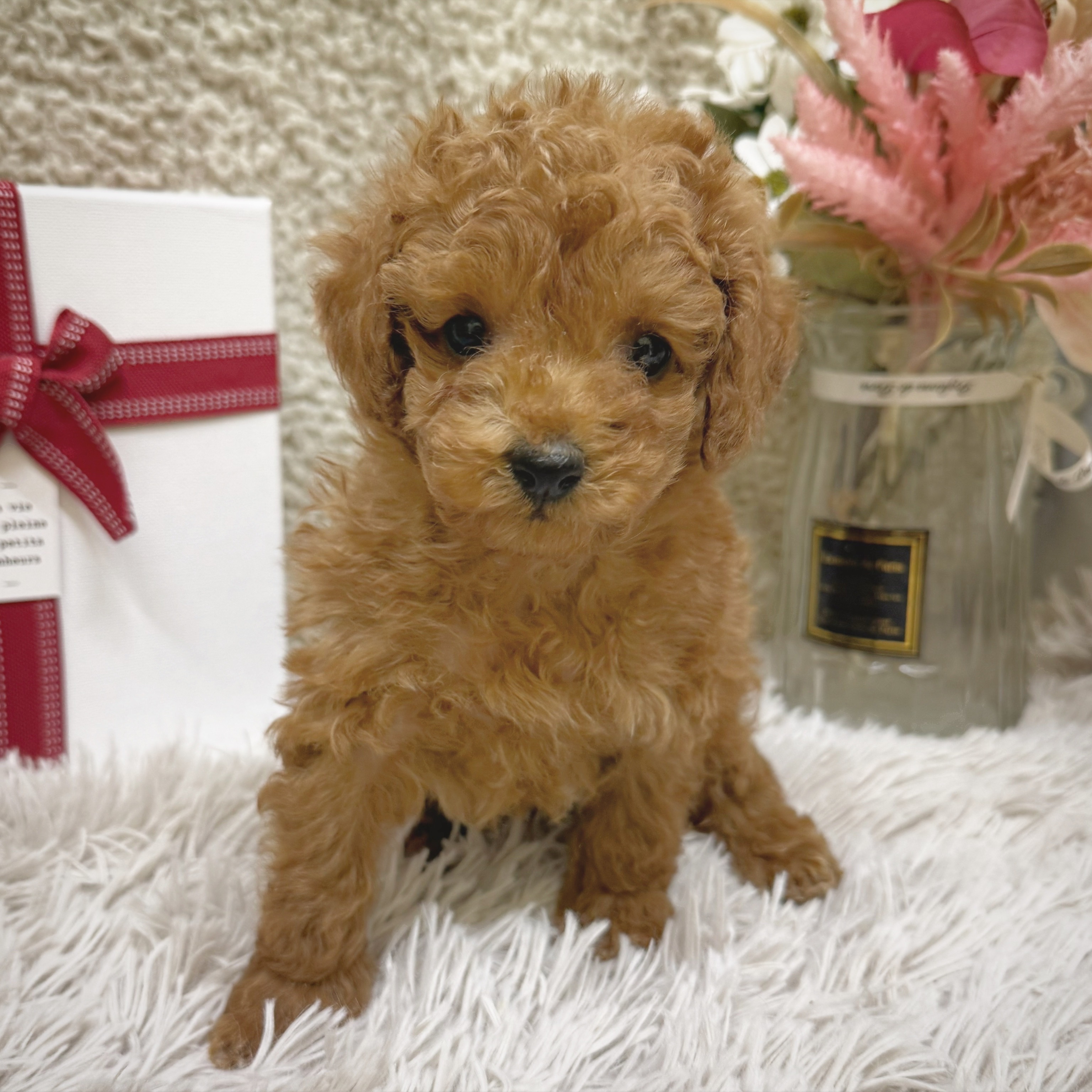 静岡県のトイプードル(トイ) (犬の家＆猫の里藤枝店/2025年12月23日生まれ/男の子/レッド)の子犬の3枚目の画像