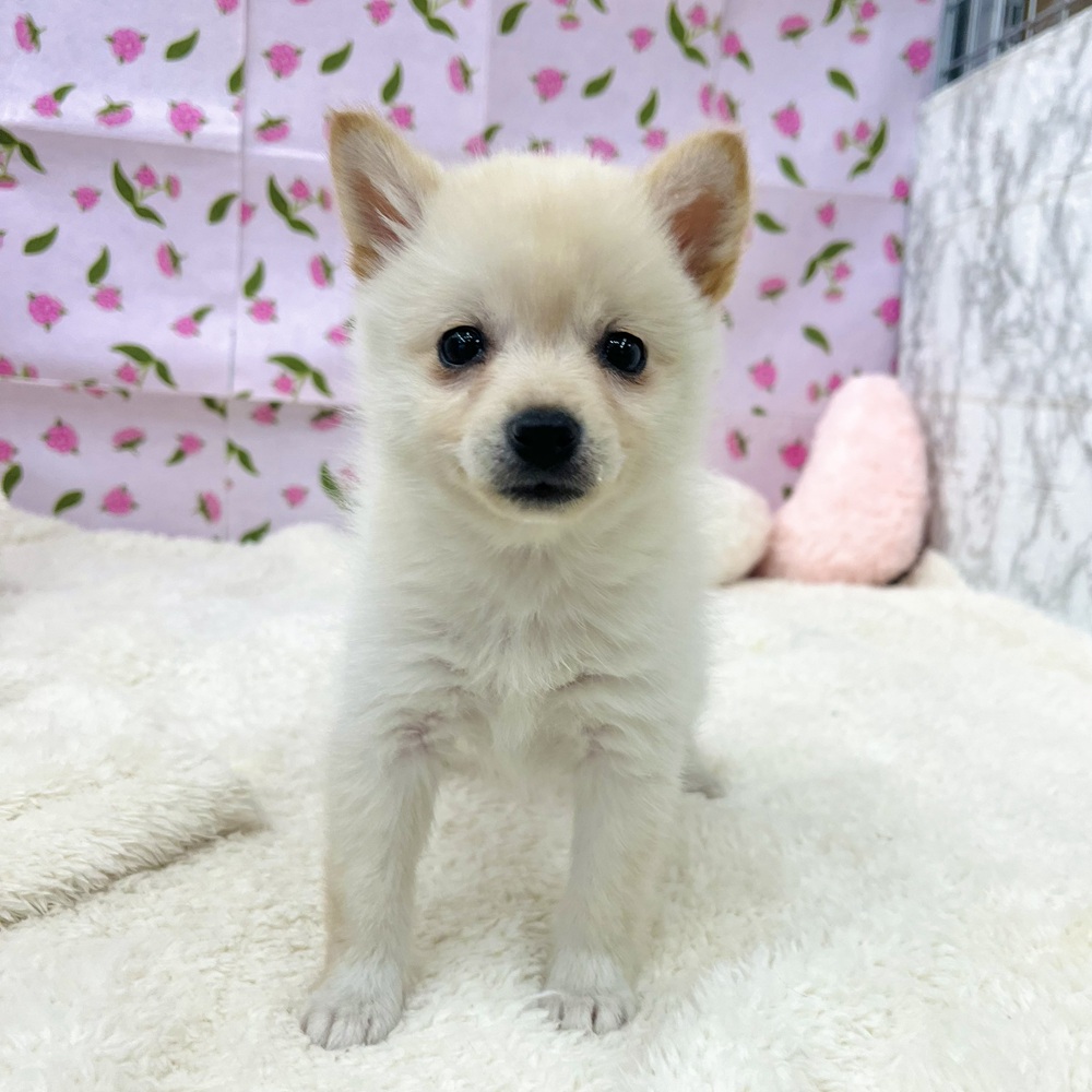 愛知県のポメ柴/豆ポメ/ポメ豆柴(ポメラニアン×柴犬) (犬の家＆猫の里エアポートウォーク店/2025年12月22日生まれ/女の子/白)の子犬の3枚目の画像