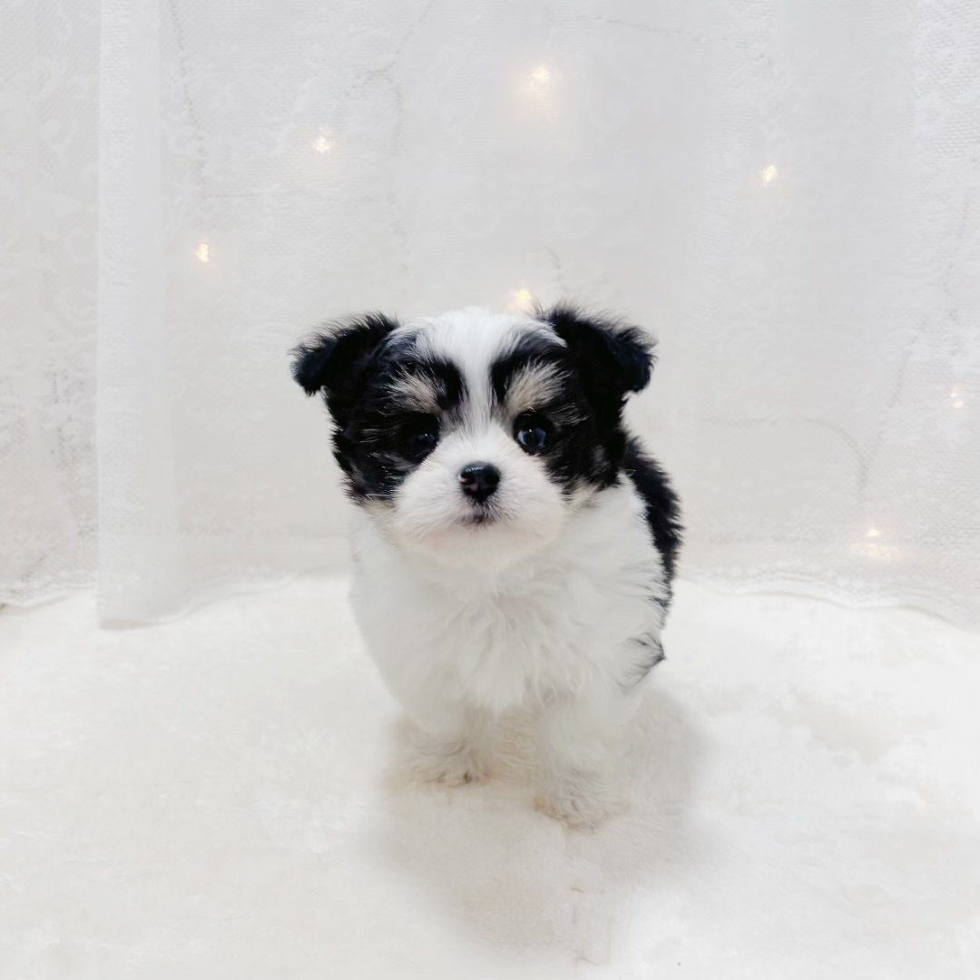 千葉県のチワマル/マルチワ(チワワ×マルチーズ) (犬の家＆猫の里BIGHOPガーデンモール印西店/2025年12月20日生まれ/男の子/ホワイトブラックタン)の子犬の3枚目の画像