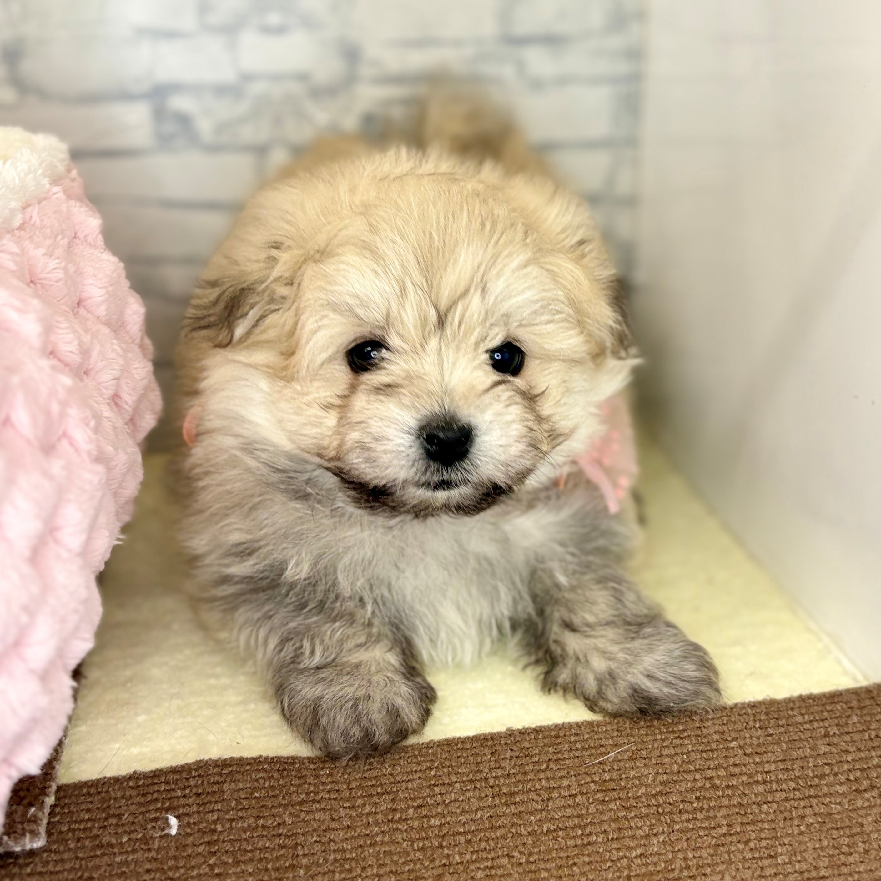 長野県のポメマル/マルポメ(ポメラニアン×マルチーズ) (犬の家＆猫の里長野店/2025年12月21日生まれ/男の子/オレンジ)の子犬の3枚目の画像