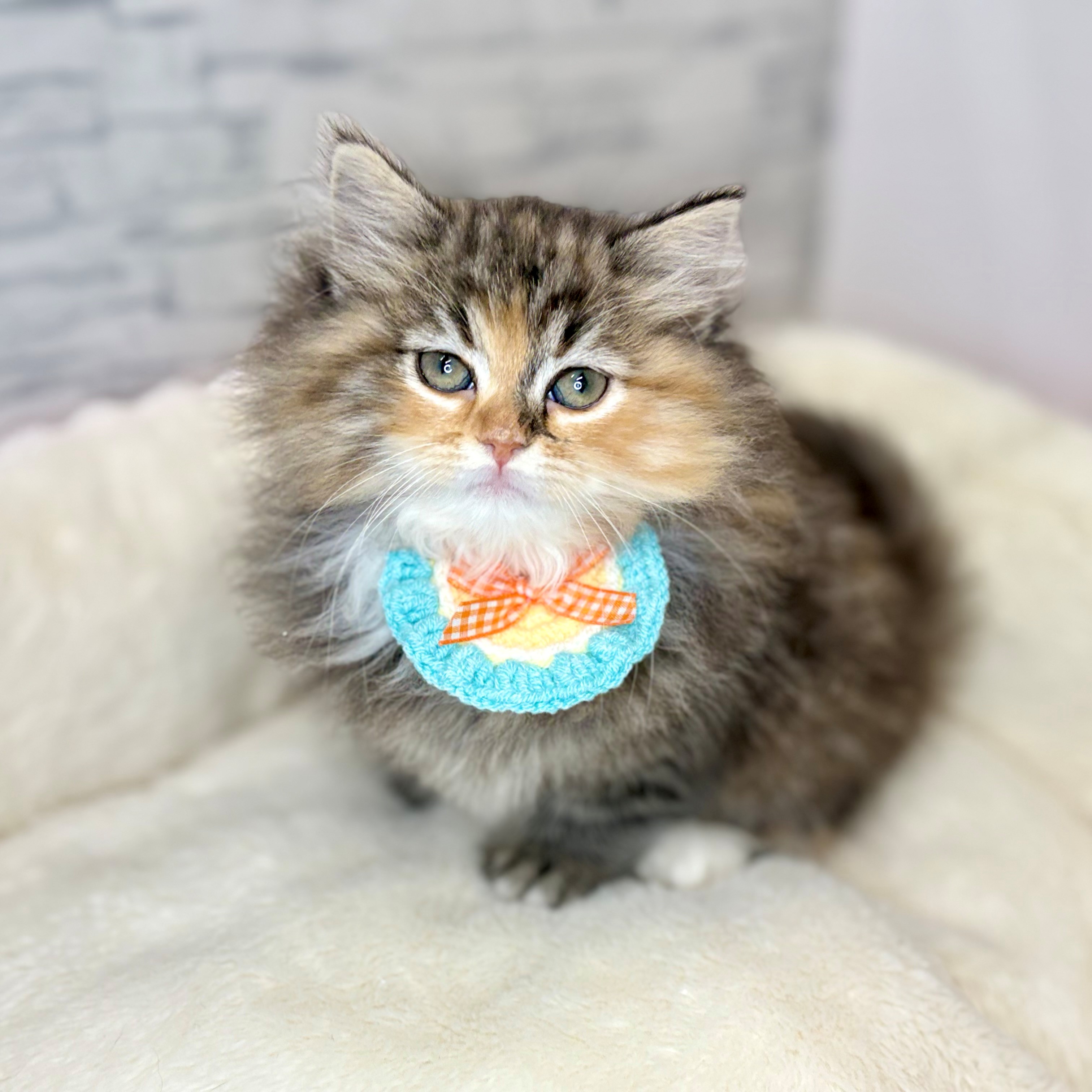 長野県のサイベリアン (犬の家＆猫の里長野店/2025年12月18日生まれ/女の子/ブラウンマッカレルタビーホワイト)の子猫の3枚目の画像