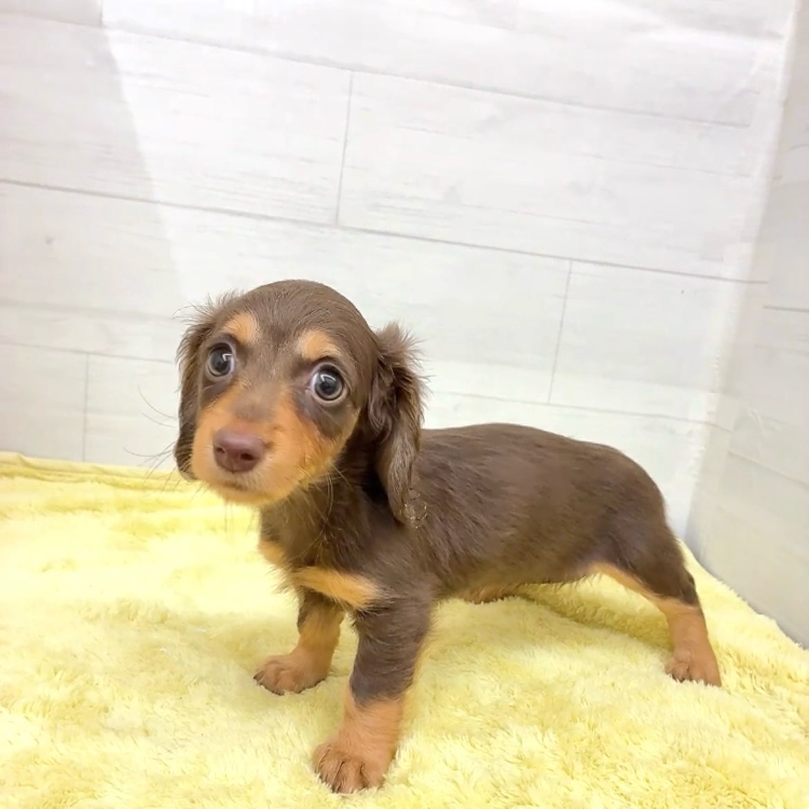 愛知県のミニチュアダックスフンド(ロング) (犬の家＆猫の里碧南店/2025年12月19日生まれ/女の子/チョコレートタン)の子犬の3枚目の画像