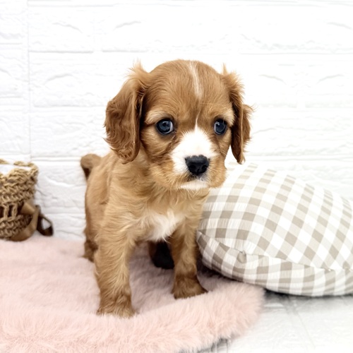愛知県のキャバリアキングチャールズスパニエル (犬の家＆猫の里豊川インター店/2025年12月23日生まれ/女の子/ルビーホワイト)の子犬の3枚目の画像