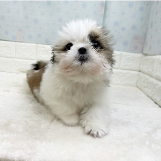 静岡県のシーズー (犬の家＆猫の里マークイズ静岡店/2025年12月20日生まれ/男の子/ホワイトゴールド)の子犬の3枚目の画像