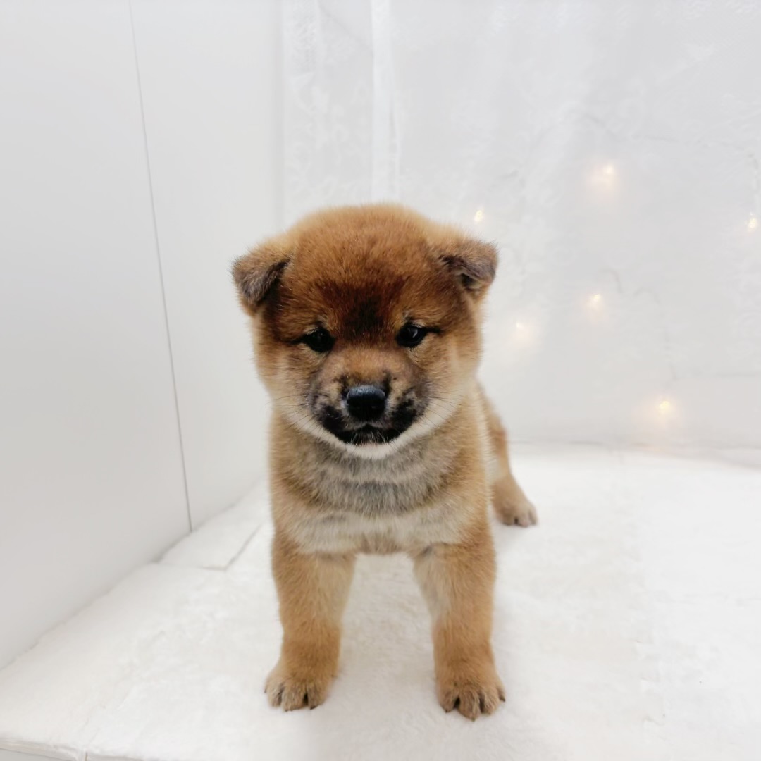 千葉県の柴犬(標準サイズ) (犬の家＆猫の里BIGHOPガーデンモール印西店/2025年12月22日生まれ/男の子/赤)の子犬の3枚目の画像