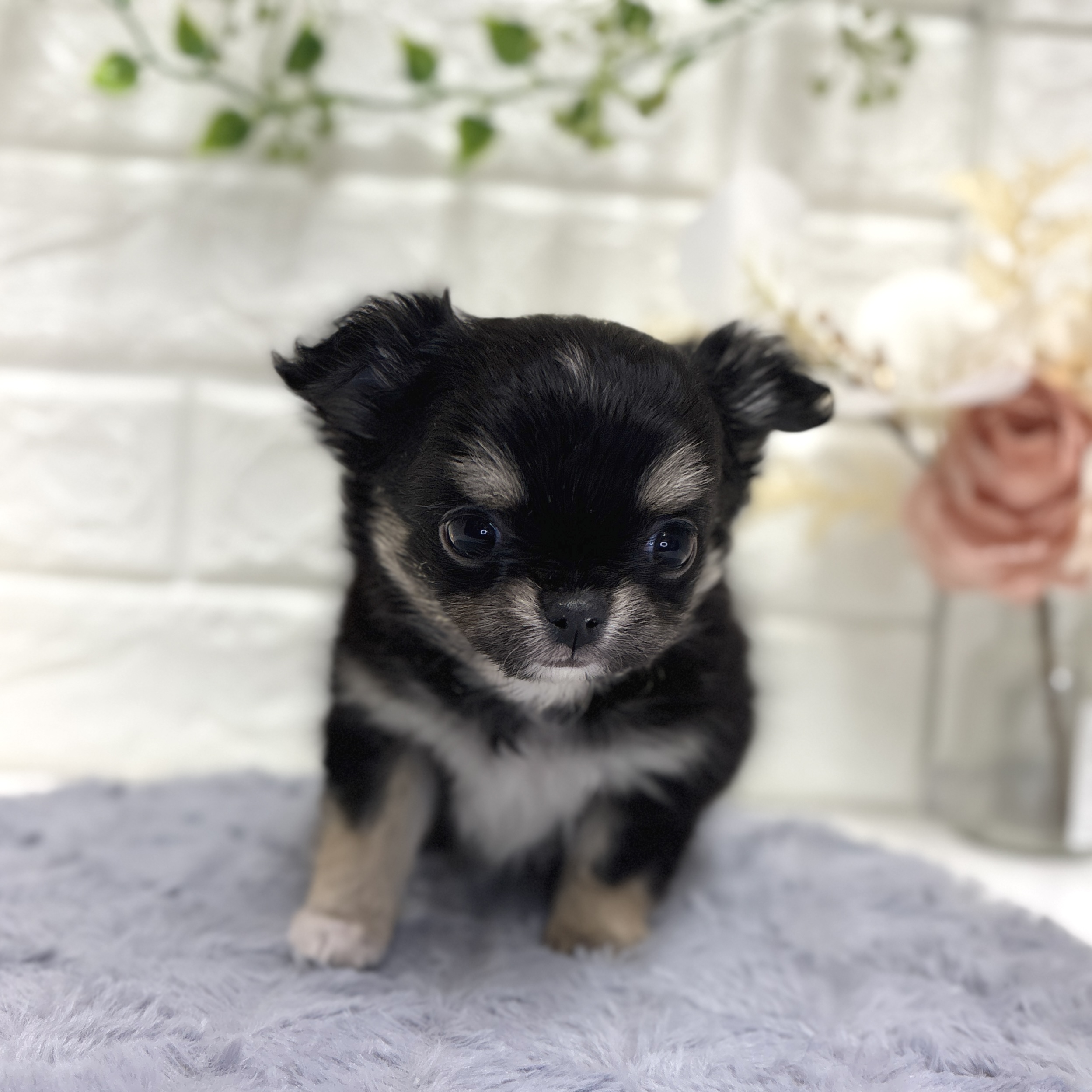 神奈川県のチワワ(ロング) (犬の家＆猫の里相模原店/2025年12月21日生まれ/女の子/ブラックタンホワイト)の子犬の3枚目の画像