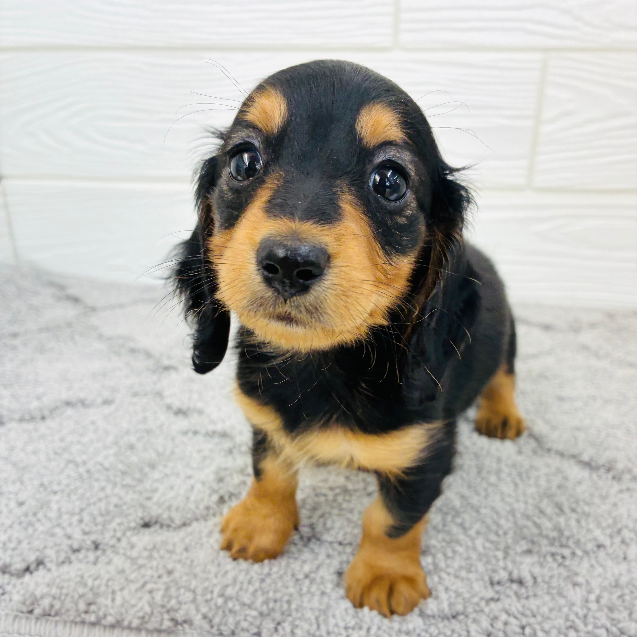 愛知県のミニチュアダックスフンド(ロング) (犬の家＆猫の里七宝店/2025年12月20日生まれ/女の子/ブラックタン)の子犬の3枚目の画像