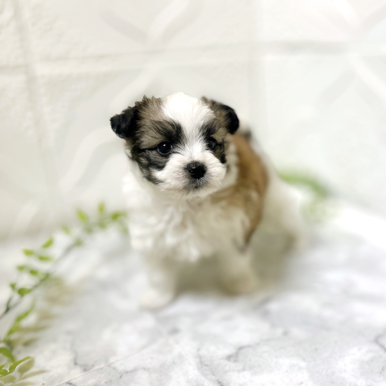 愛知県のハーフ犬・ミックス犬 (犬の家＆猫の里岡崎店/2025年12月23日生まれ/男の子/ホワイトブラウン)の子犬の3枚目の画像