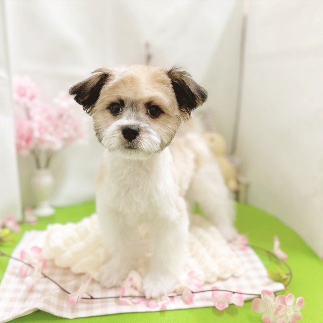 静岡県のハーフ犬・ミックス犬 (犬の家＆猫の里藤枝店/2025年12月23日生まれ/男の子/ホワイトブラウン)の子犬の3枚目の画像