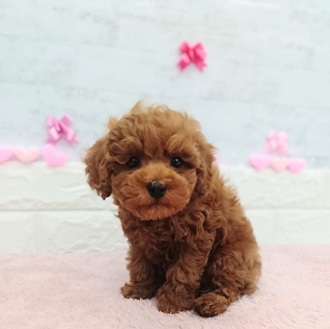 静岡県のトイプードル(トイ) (犬の家＆猫の里プレ葉ウォーク浜北店/2025年12月20日生まれ/男の子/レッド)の子犬の3枚目の画像