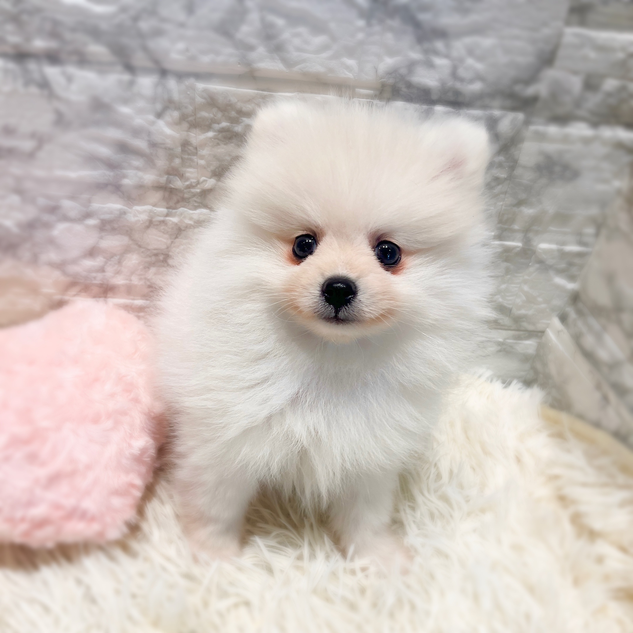 愛知県のポメラニアン (犬の家＆猫の里MiO香久山店/2025年12月19日生まれ/男の子/クリーム)の子犬の3枚目の画像