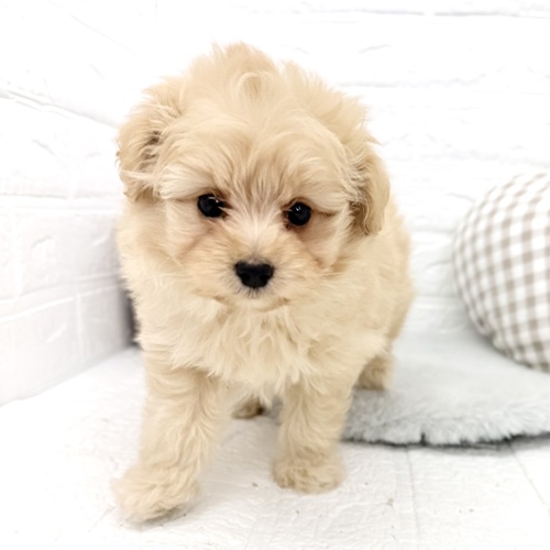 愛知県のポメプー(ポメラニアン×プードル) (犬の家＆猫の里豊川インター店/2025年12月20日生まれ/男の子/クリームホワイト)の子犬の3枚目の画像