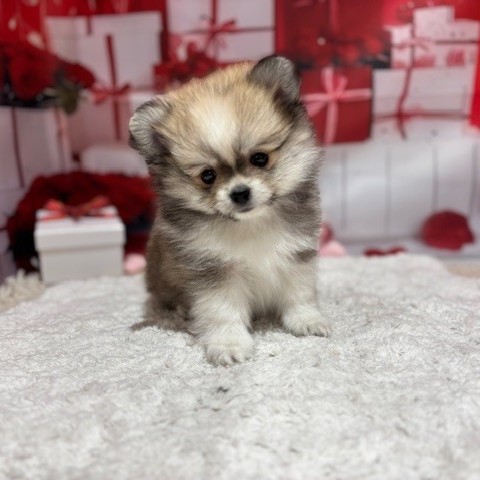 福岡県のポメチワ/チワポメ/ポメチー(ポメラニアン×チワワ) (犬の家＆猫の里トリアス久山店/2025年12月22日生まれ/男の子/クリームセーブルホワイト)の子犬の3枚目の画像