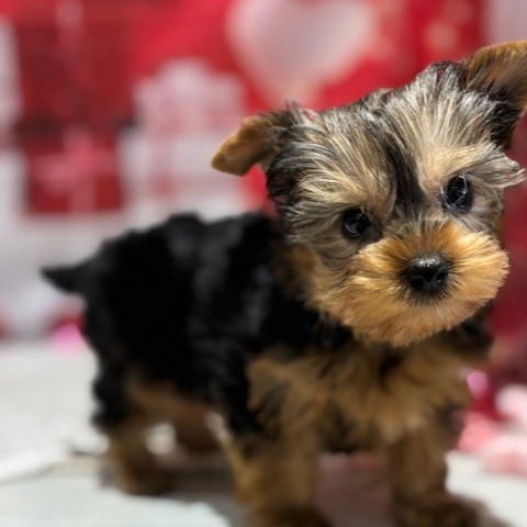 福岡県のヨークシャーテリア (犬の家＆猫の里トリアス久山店/2025年12月21日生まれ/女の子/スチールブルータン)の子犬の3枚目の画像