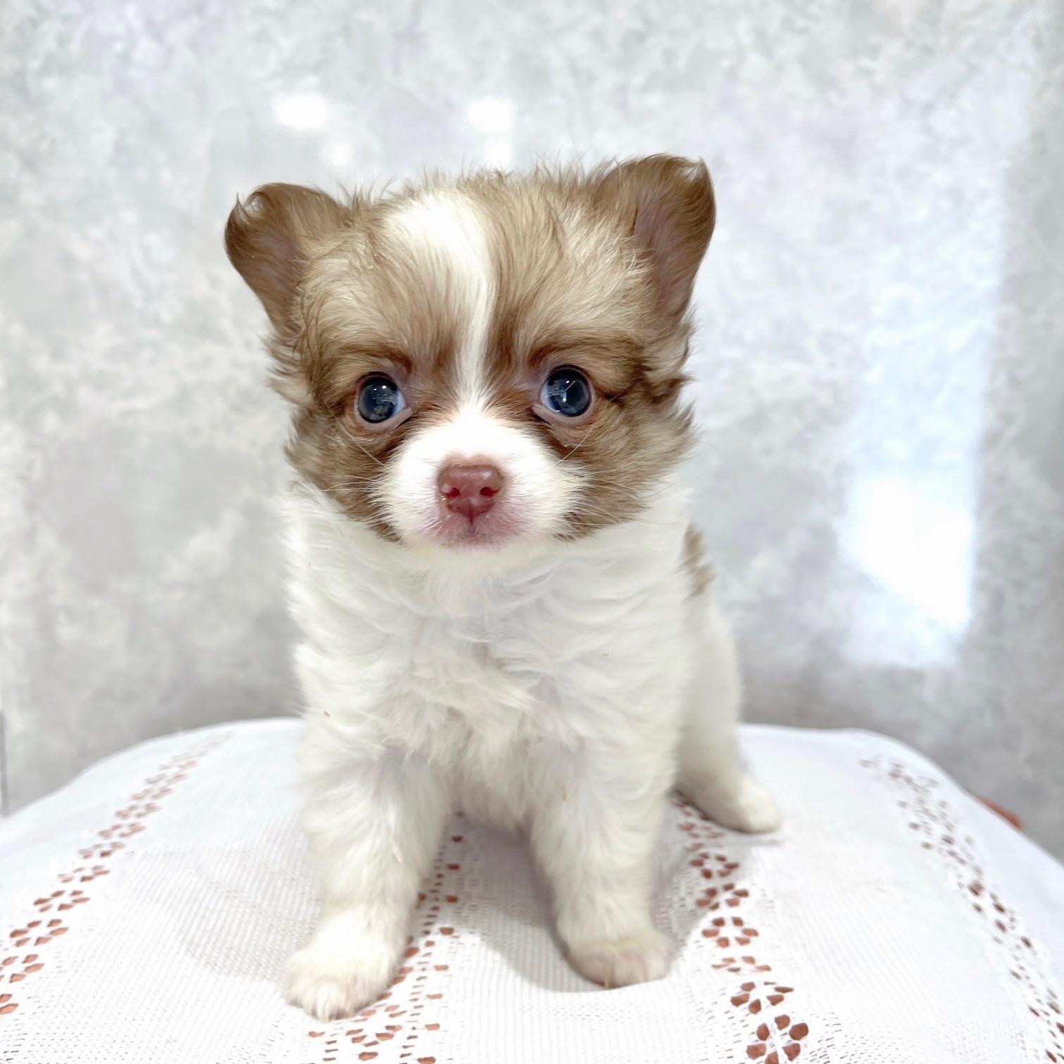 福岡県のポメチワ/チワポメ/ポメチー(ポメラニアン×チワワ) (犬の家＆猫の里くりえいと宗像店/2025年12月18日生まれ/女の子/パーティーカラー)の子犬