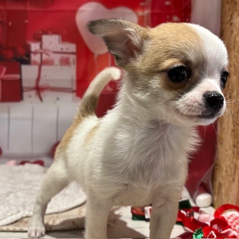 福岡県のチワワ(スムース) (犬の家＆猫の里トリアス久山店/2025年12月21日生まれ/男の子/ホワイトフォーン)の子犬の3枚目の画像