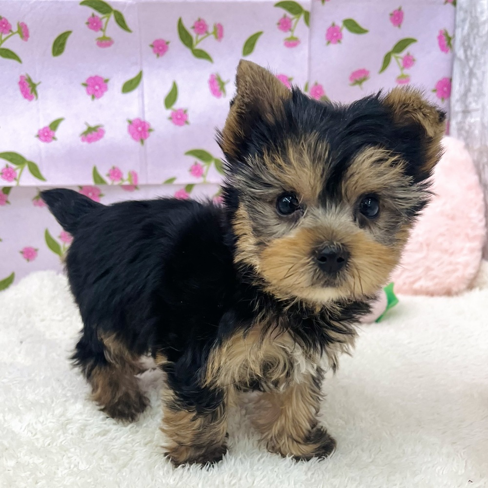 愛知県のヨークシャーテリア (犬の家＆猫の里エアポートウォーク店/2025年12月18日生まれ/男の子/スチールブルータン)の子犬の3枚目の画像