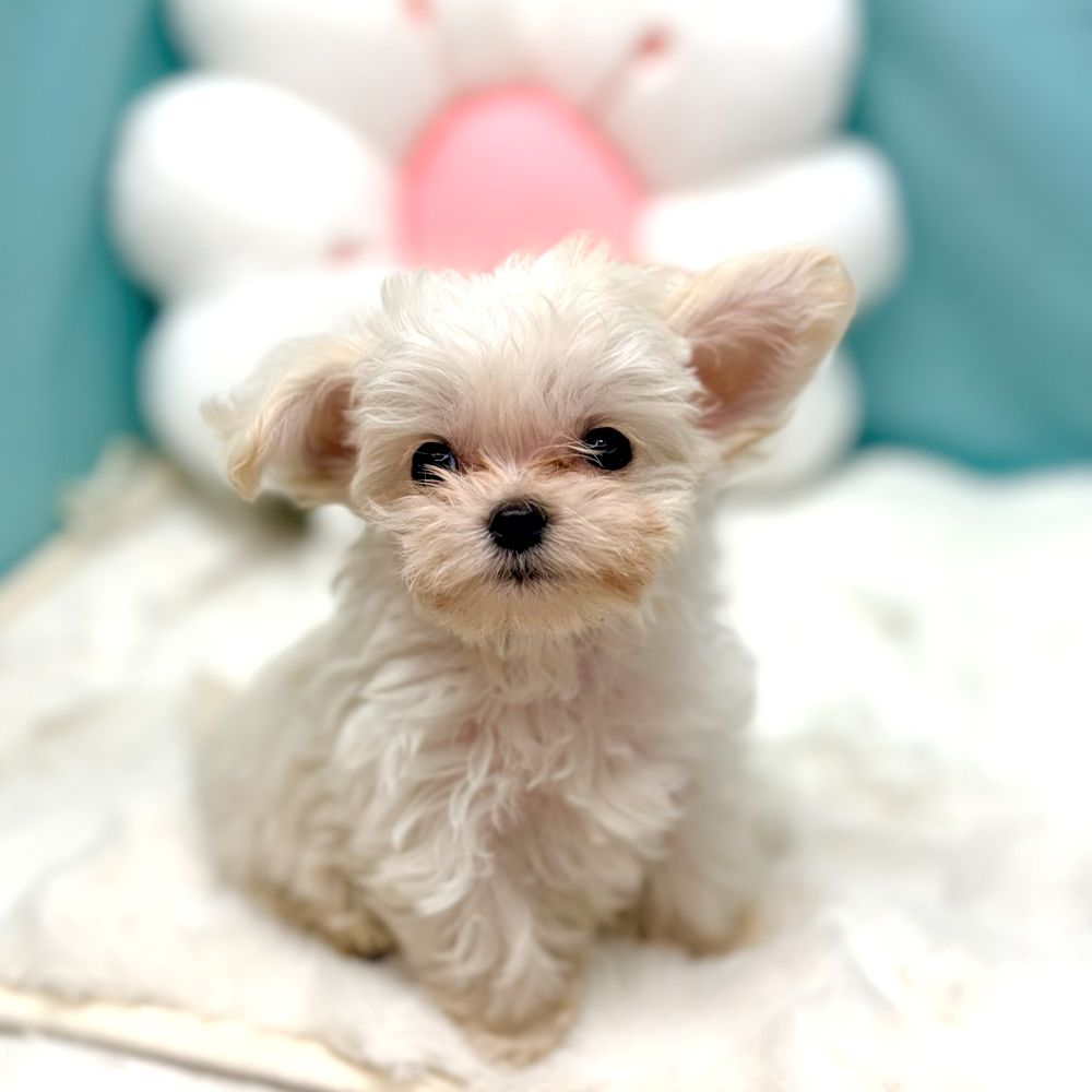 愛知県のチワマル/マルチワ(チワワ×マルチーズ) (犬の家＆猫の里愛知刈谷店/2025年12月23日生まれ/男の子/クリーム)の子犬の3枚目の画像