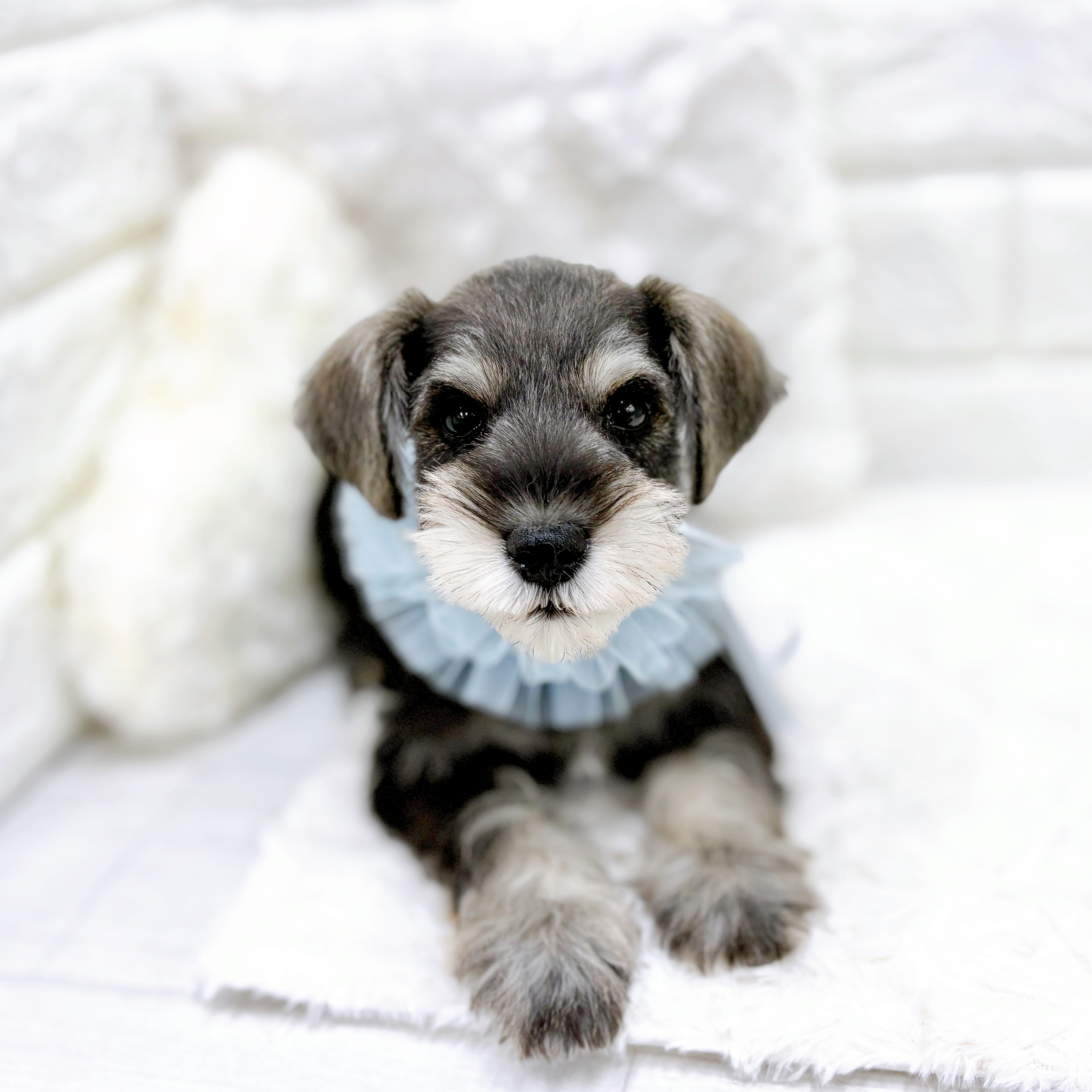 福井県のミニチュアシュナウザー (犬の家＆猫の里アミーゴ福井店/2025年12月24日生まれ/男の子/ソルトペッパー)の子犬の3枚目の画像