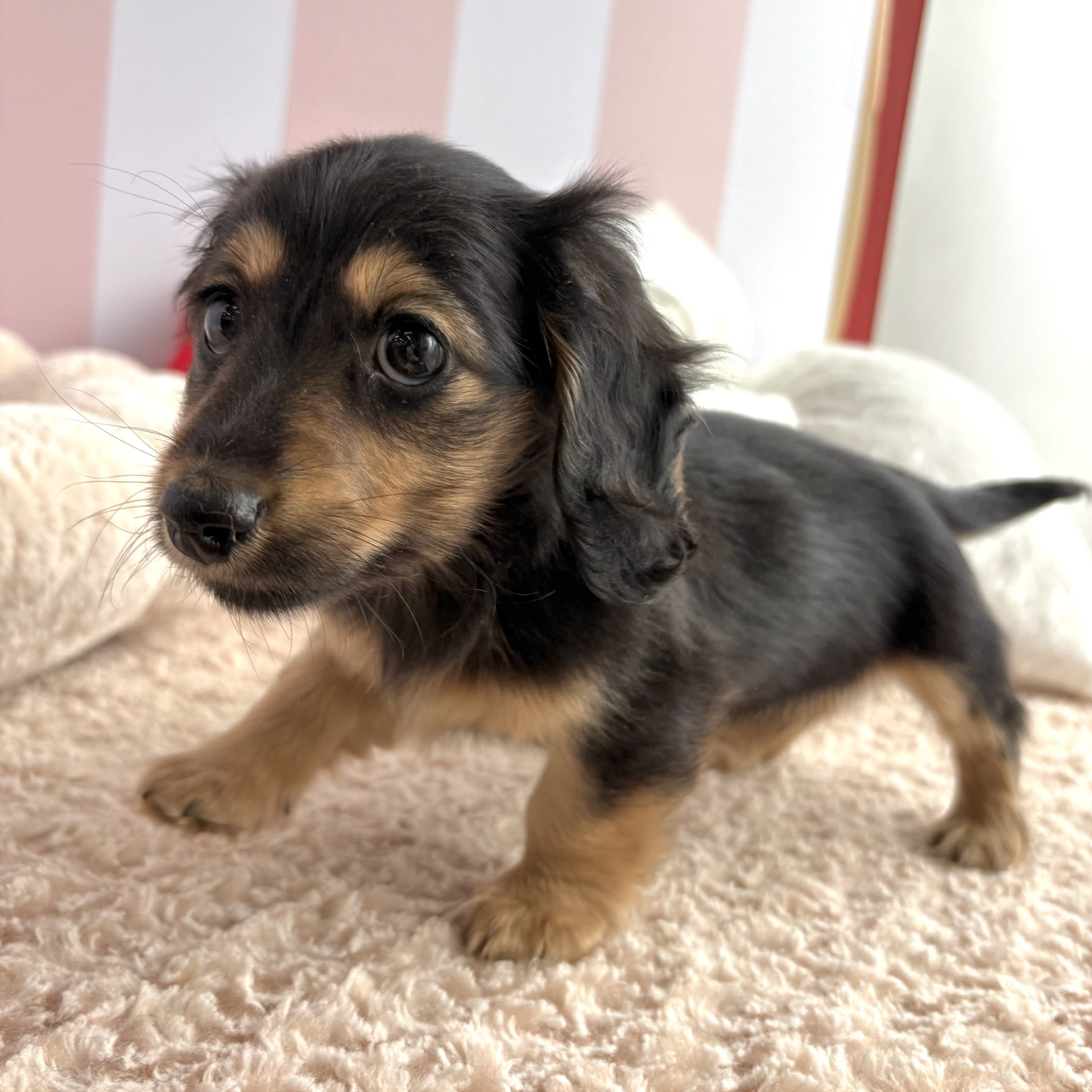 岡山県のミニチュアダックスフンド(ロング) (犬の家＆猫の里倉敷中庄店/2025年12月23日生まれ/女の子/ブラックタン)の子犬の3枚目の画像