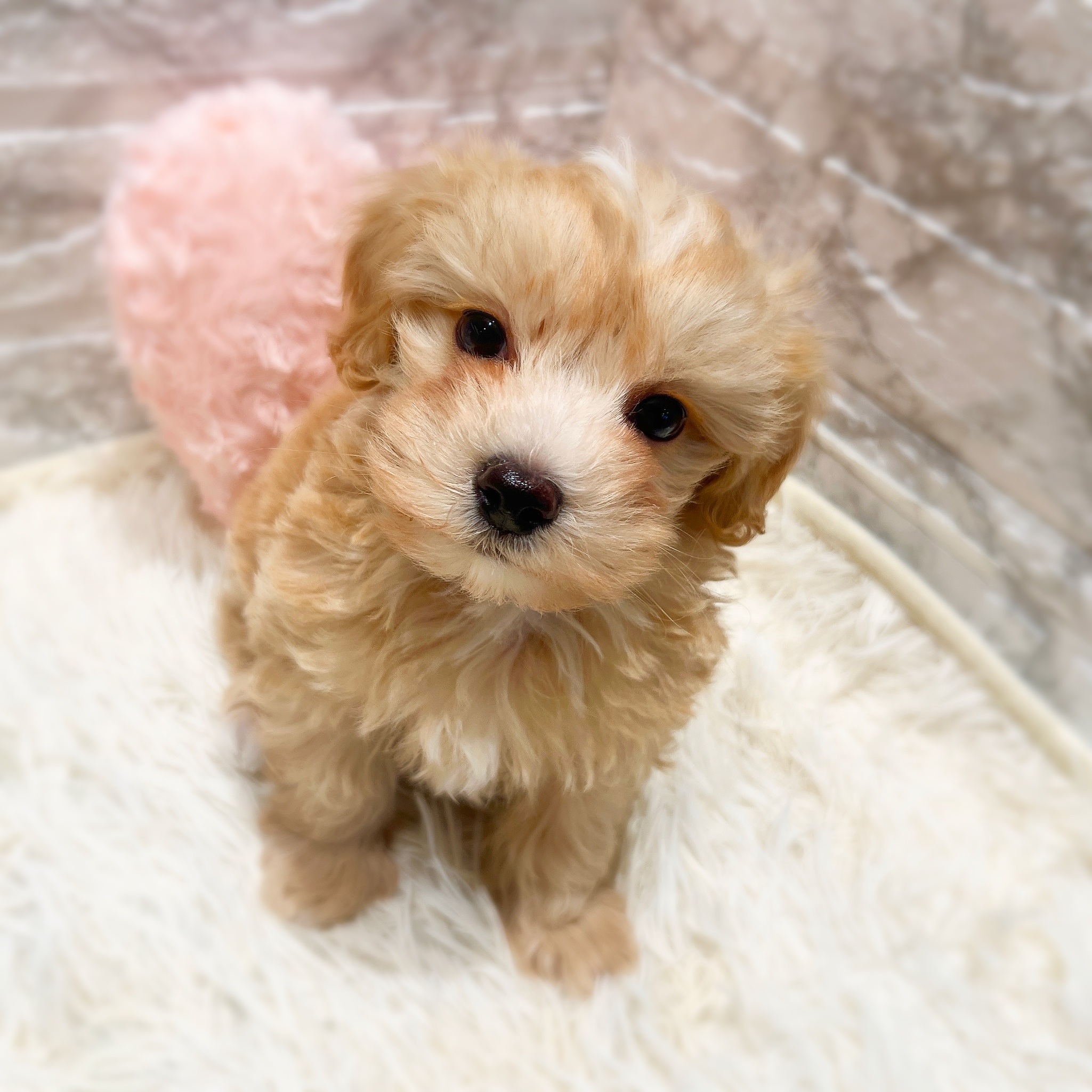 愛知県のマルプー(マルチーズ×プードル) (犬の家＆猫の里MiO香久山店/2025年12月24日生まれ/男の子/クリーム)の子犬