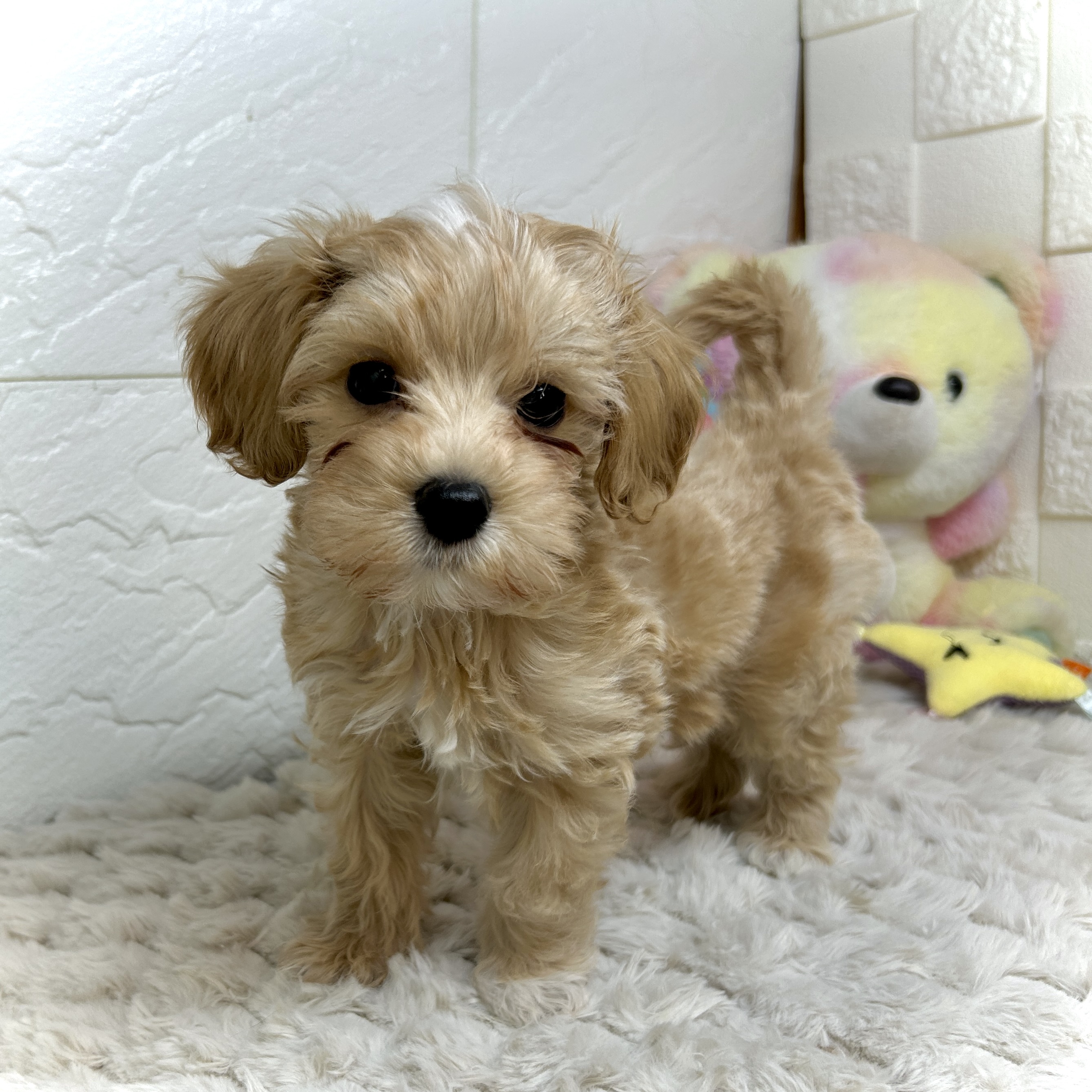 兵庫県のマルプー(マルチーズ×プードル) (犬の家＆猫の里ゆめタウン姫路店/2025年12月24日生まれ/男の子/クリーム)の子犬の3枚目の画像
