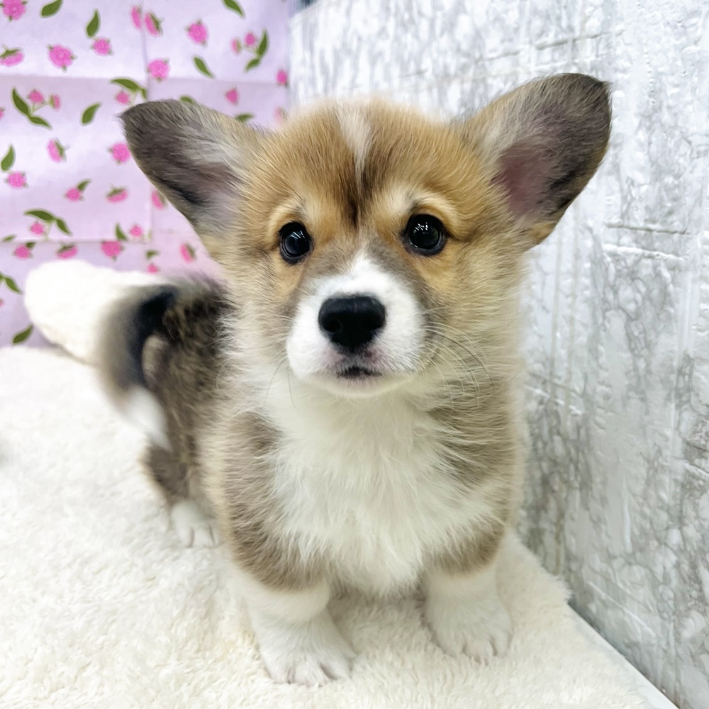 愛知県のウェルシュコーギーペンブローク (犬の家＆猫の里エアポートウォーク店/2025年12月23日生まれ/男の子/レッドホワイト)の子犬の3枚目の画像