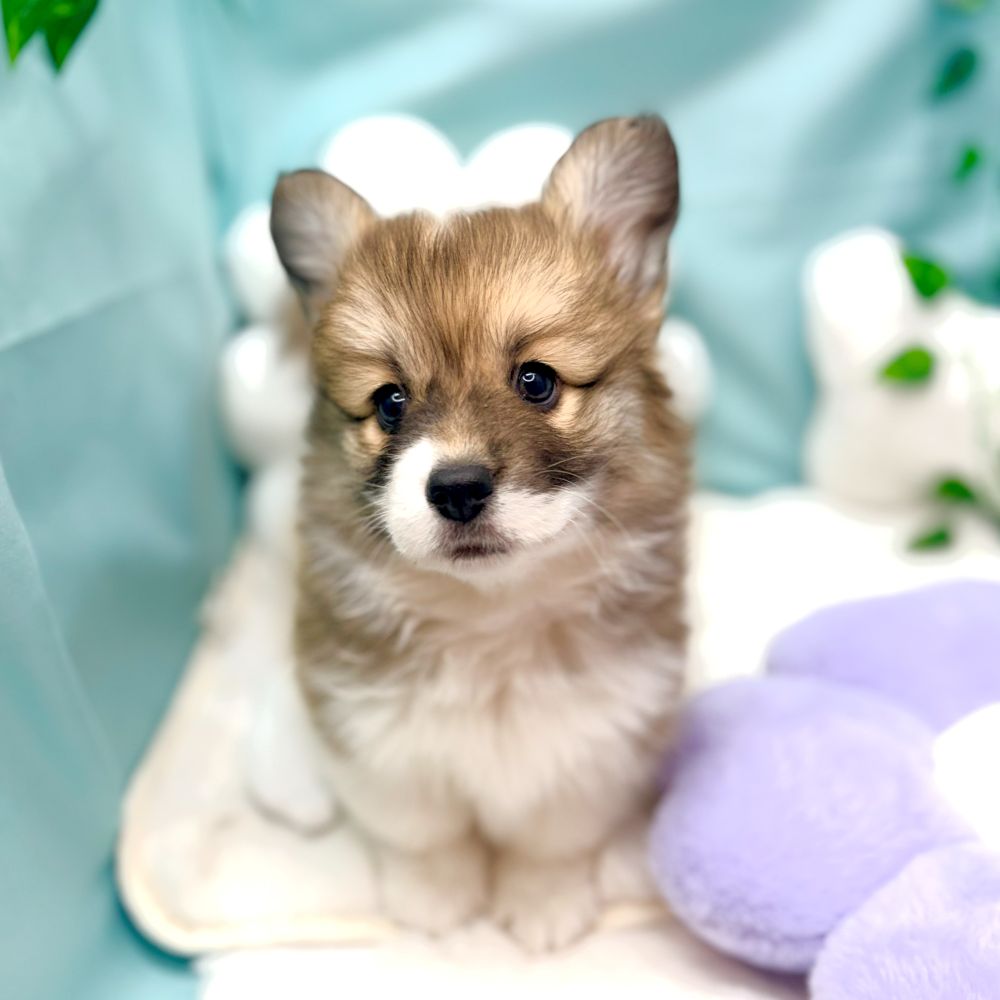 愛知県のウェルシュコーギーペンブローク (犬の家＆猫の里愛知刈谷店/2025年12月23日生まれ/女の子/レッドホワイト)の子犬の3枚目の画像