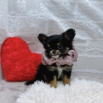 滋賀県のチワワ(ロング) (犬の家＆猫の里長浜店/2025年12月25日生まれ/女の子/ブラックタン)の子犬の3枚目の画像